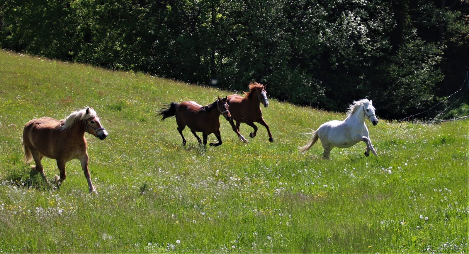 2bea5a83-1395-4208-b616-d5f0d61e7dee