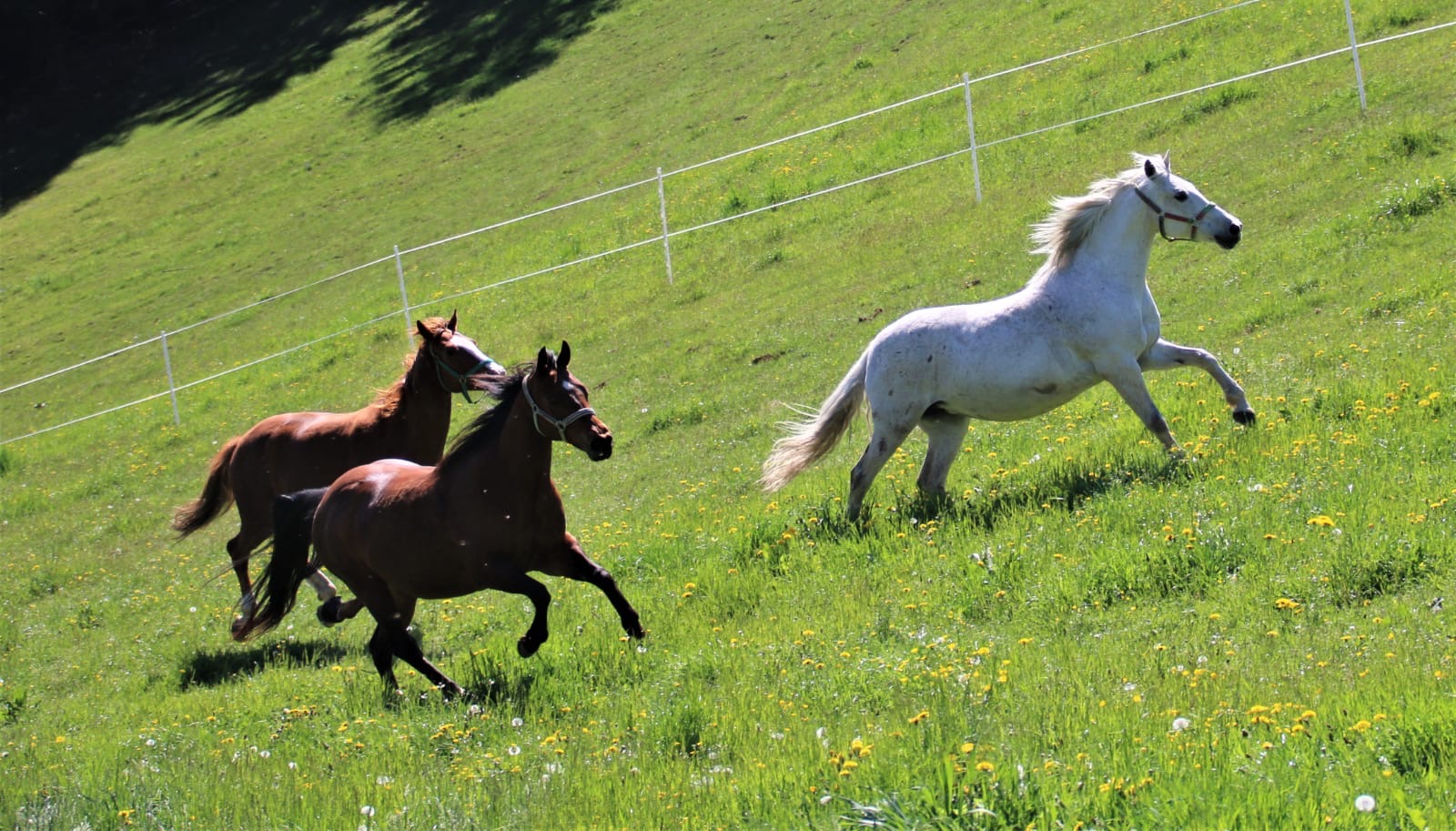 2f34037f-f23d-4aaa-84db-18bbe90a20b4