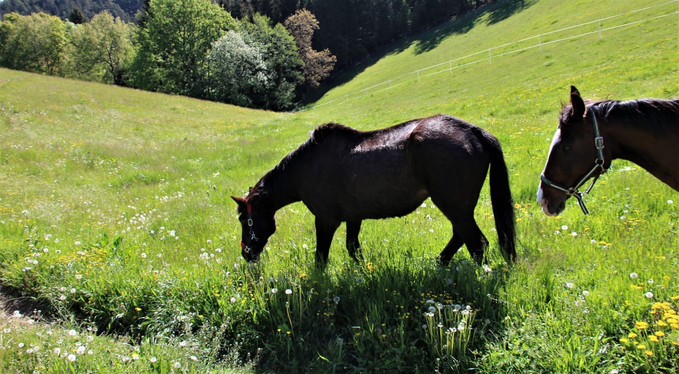 68c1e06c-d2ce-419e-804c-ed6771e1dd44