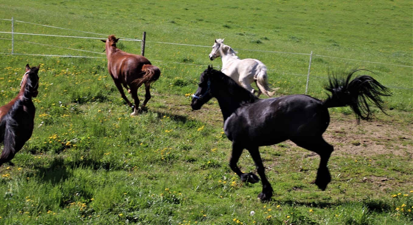 695ef778-1d1c-4fcc-addd-65c45ff5ea49