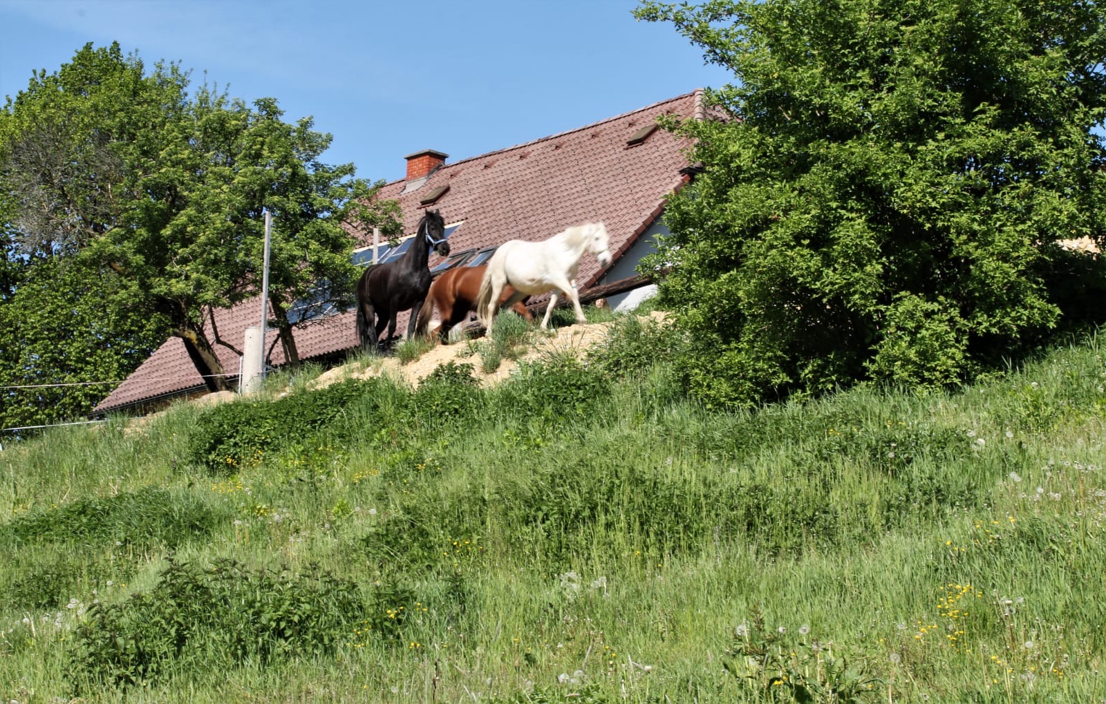 9a6ac8a9-0246-4f20-96da-a89e42a3b382 2