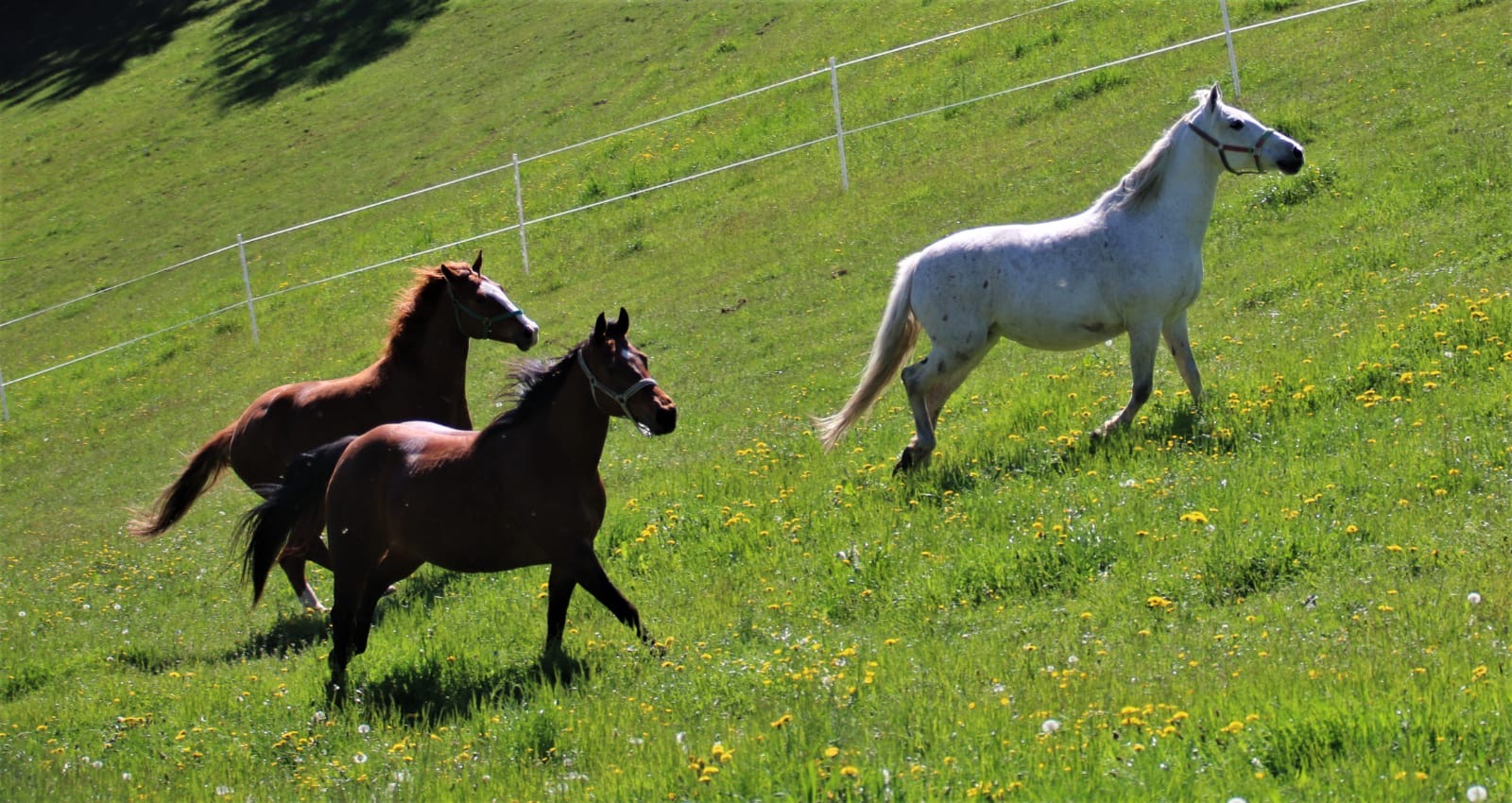 9d16cedd-05cc-43a5-910e-31491e7bd3ca